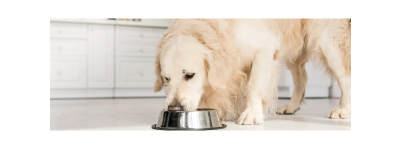 Cuidando la salud gastrointestinal de tu perro